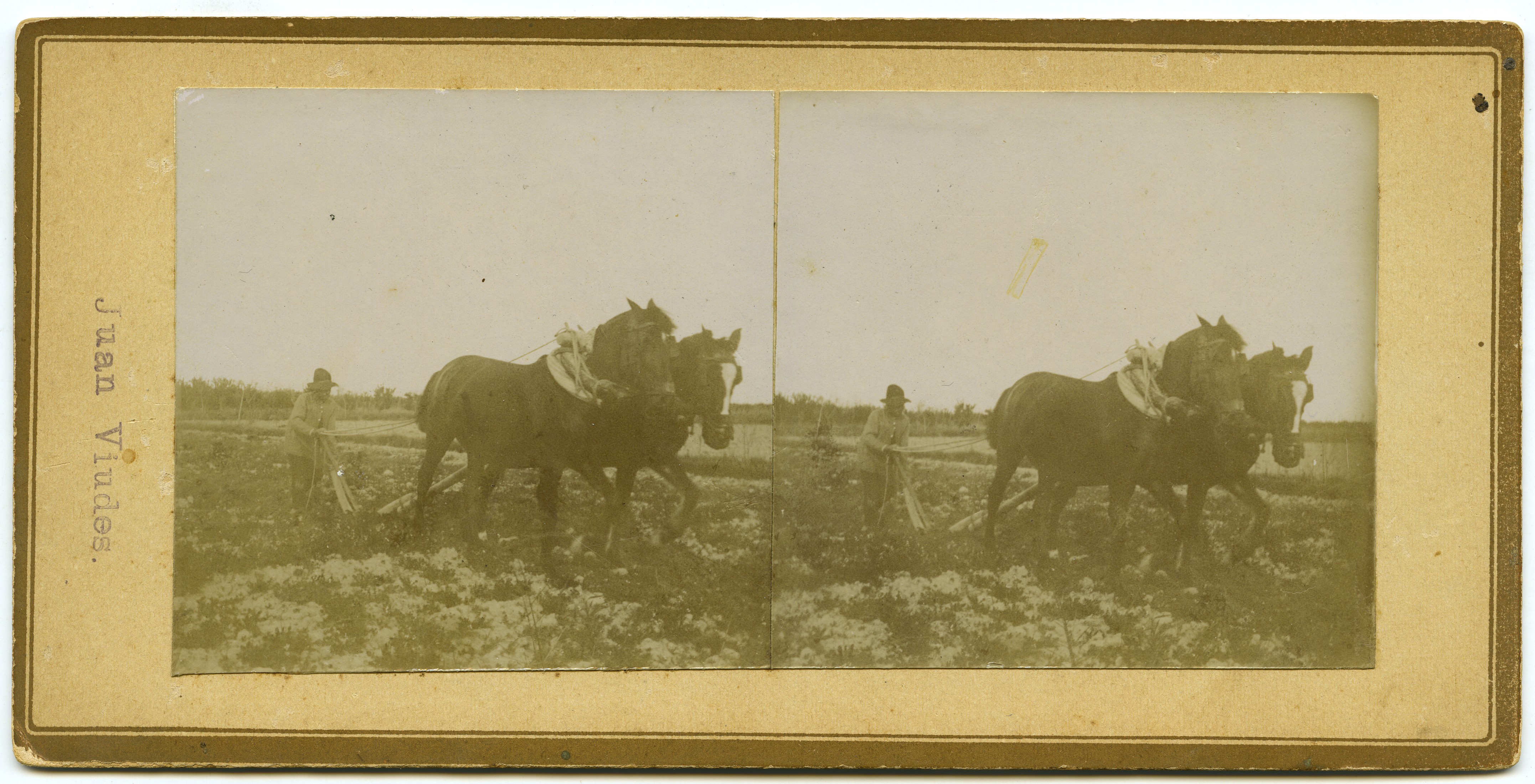 Labriego arando la tierra con arado romano tirado por dos caballos de la Hacienda de Río-Florido (Almoradi)