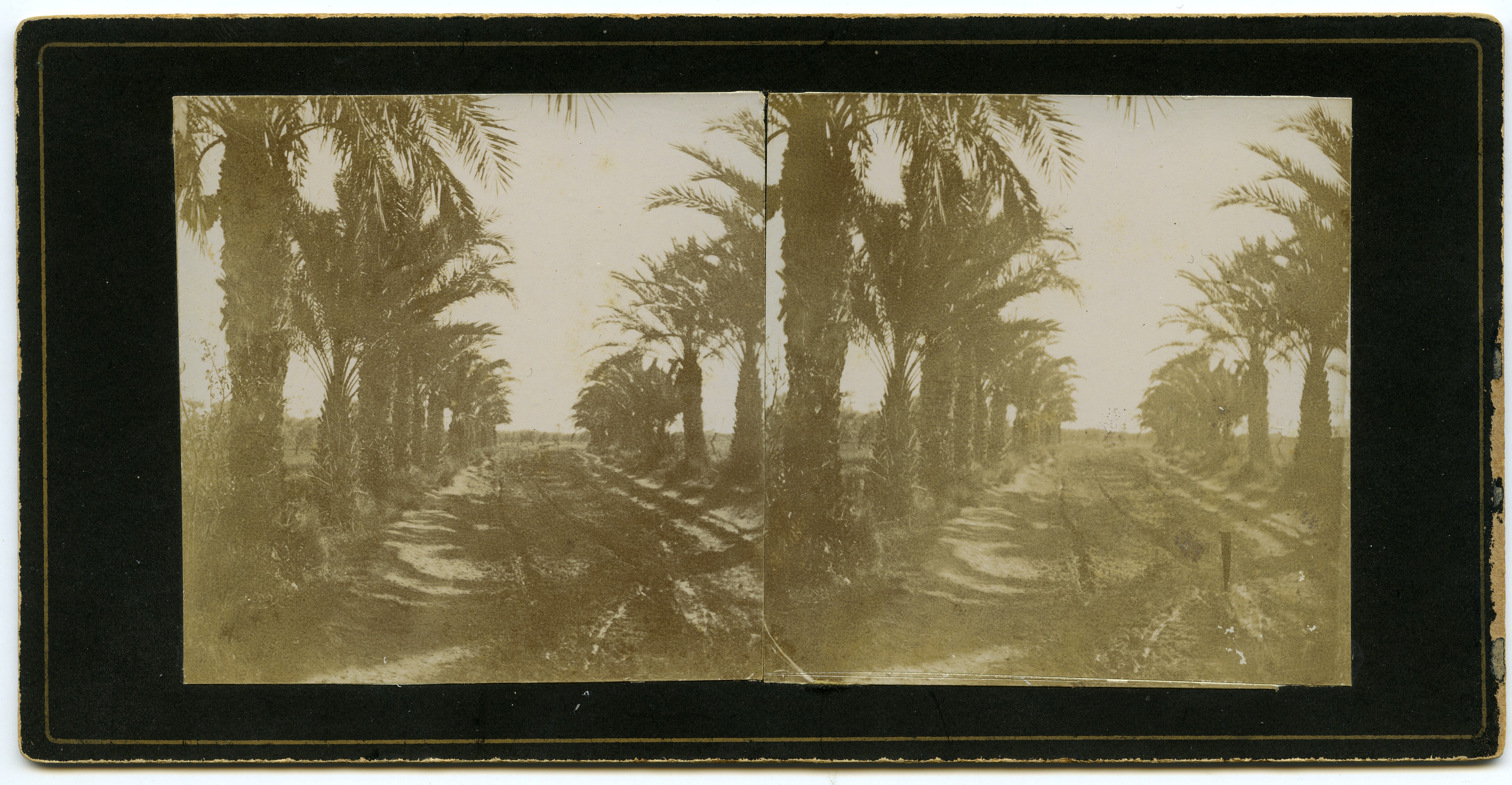Vista de un camino de tierra flanqueado entre palmeras