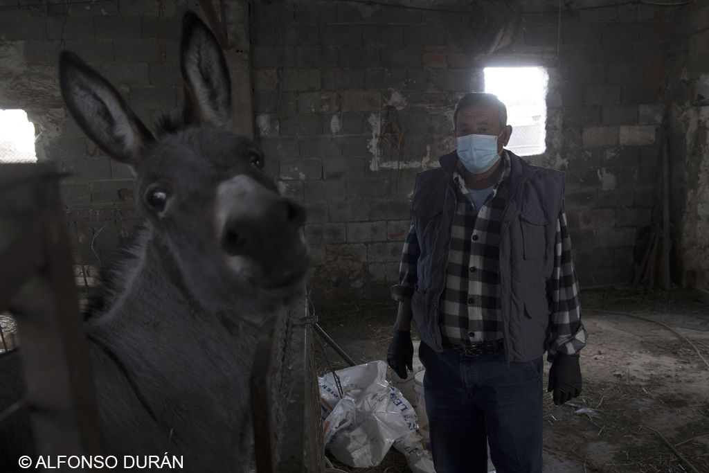 Coronavirus Región de Murcia. Lolo junto a su burro Pepe, en el establo de Cehegin, fotografía de Alfonso Durán
