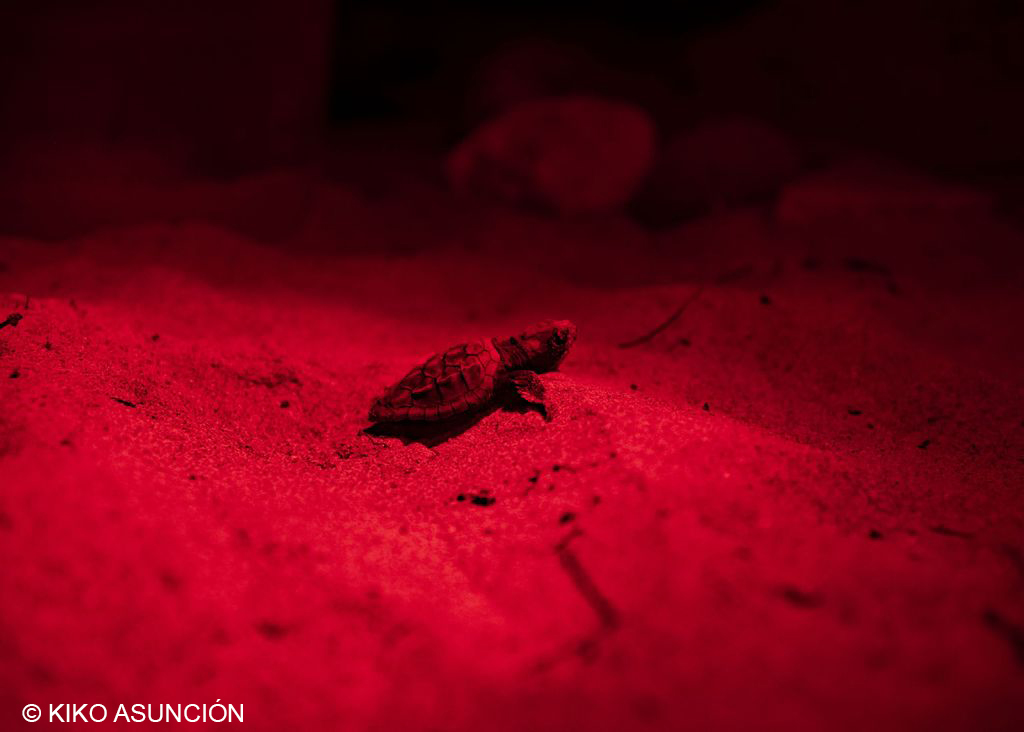 Detalle de una de las 43 crías del nido de tortuga boba, tras eclosionar durante la noche, fotografía de Fco. Javier Asunción