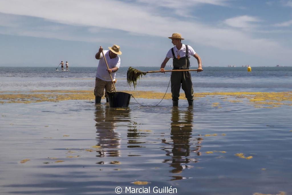 Retirada de algas en la playa de Los Urrutias, fotografía de Marcial Guillén
