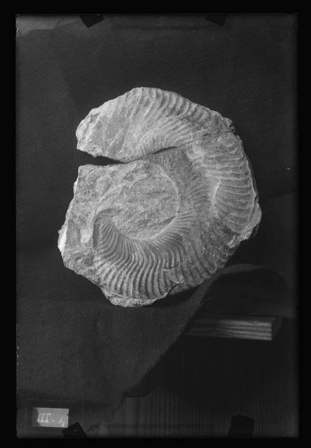 Fotografía de un fósil Harpoceras (H.cornacaldense) encontrado en La Mola, Alicante