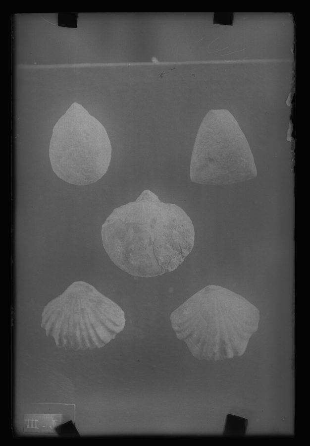 Fotografía de un conjunto de fósiles Braquiópodos