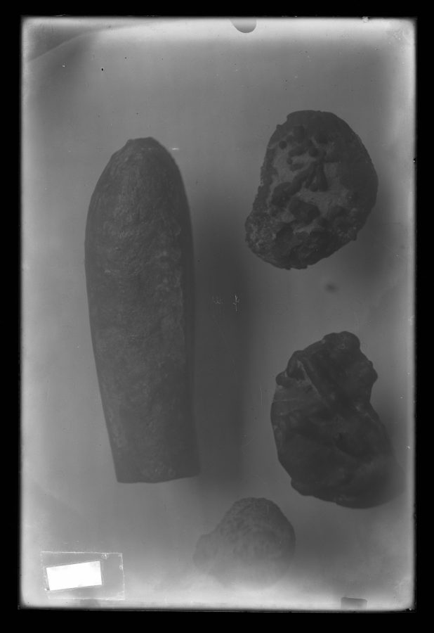 Fotografía de fragmentos de fósiles ammonites y belemnites