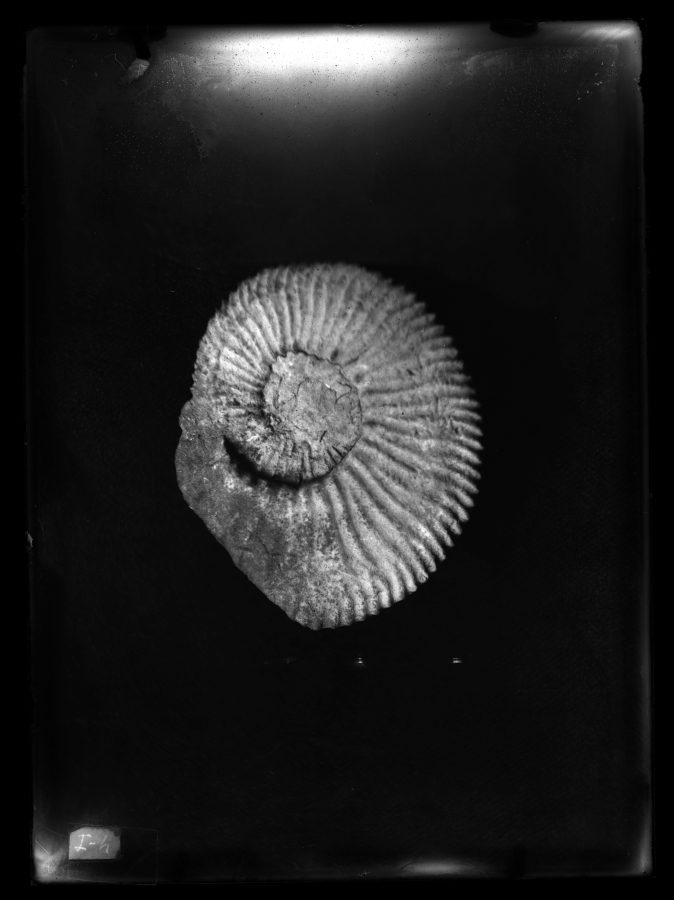 Fotografía de un fósil Hoplites noricus encontrado en Caravaca
