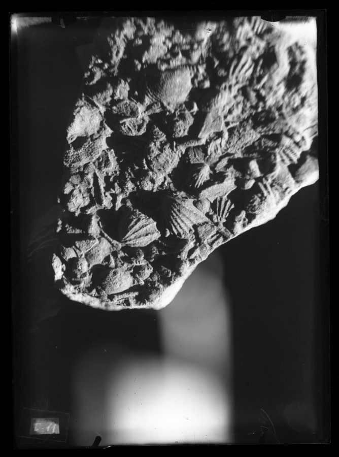 Fotografía de un fragmento de roca con ejemplares de fósiles Myophoria goldfussi
