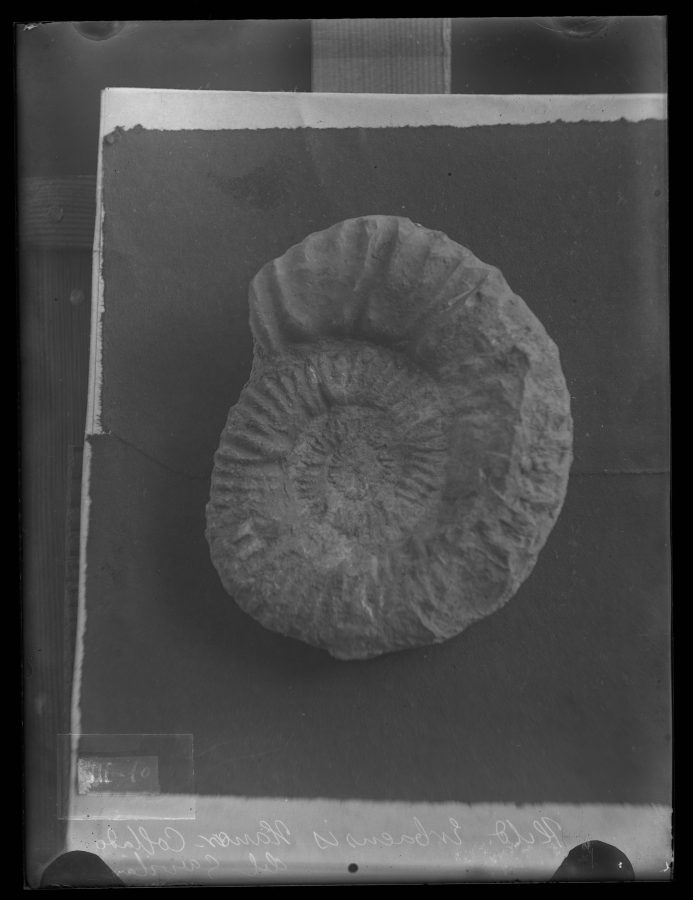 Fotografía de un fósil Hildoceras erbaensis, procedente del Pozo del Gavilán de Caravaca
