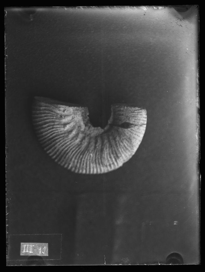 Fotografía de un fósil Olcostephanus astieri, procedente del Barranco Grande de Cehegín