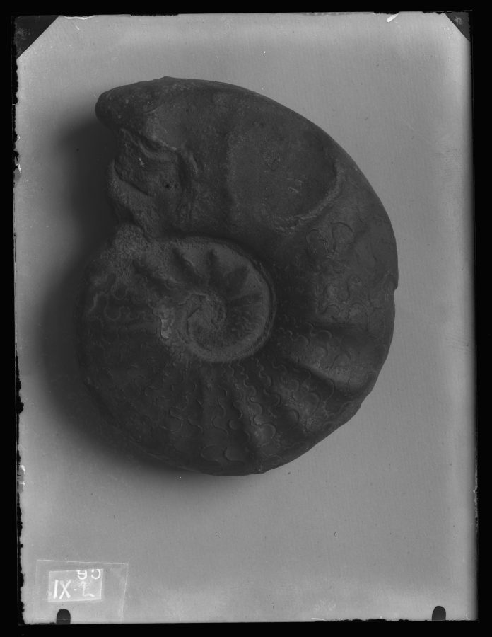 Fotografía de un fósil Ceratites nodosus