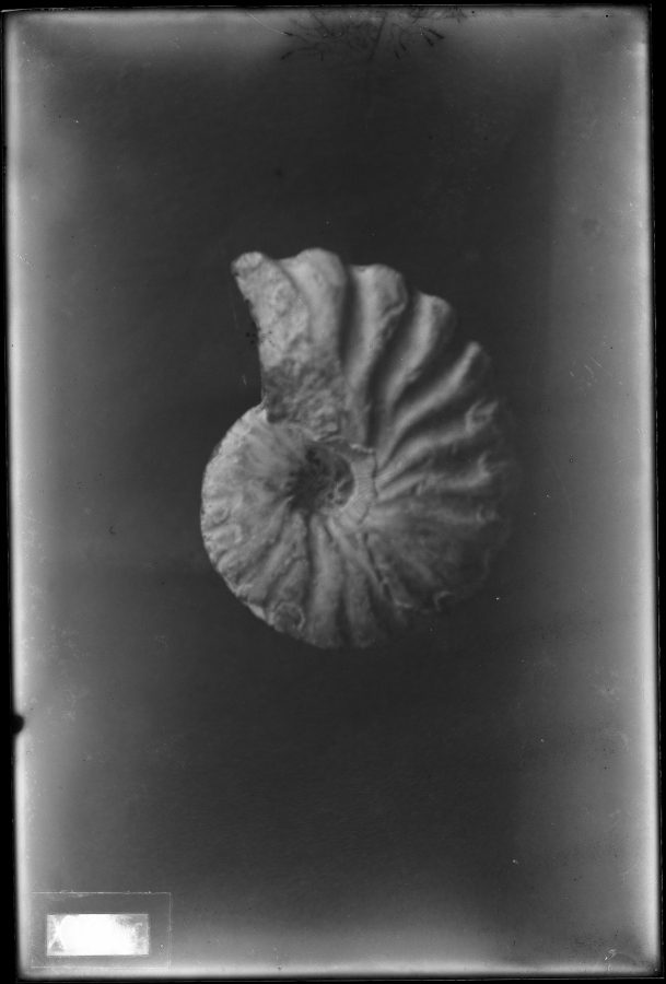 Fotografía de un fósil Pulchellia galeatoides