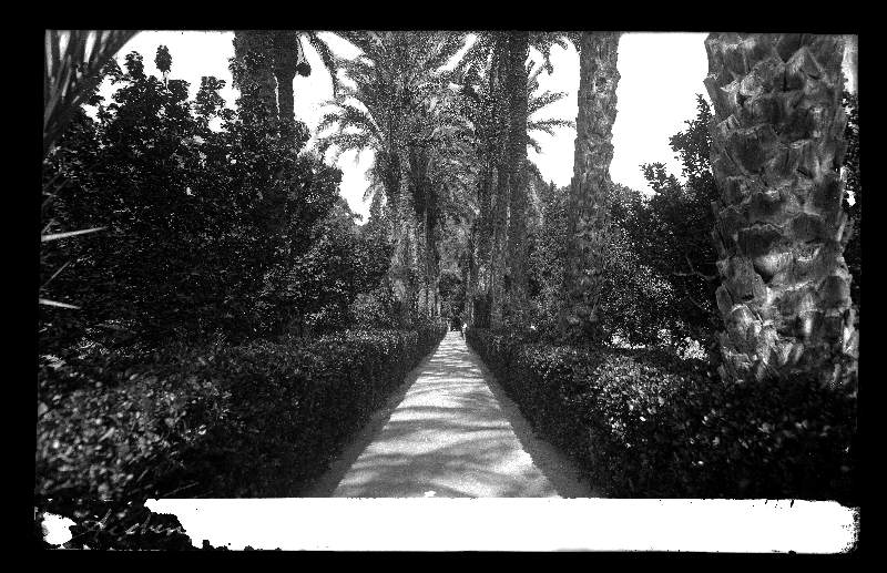 Vista del paseo de las palmeras del balneario de Archena