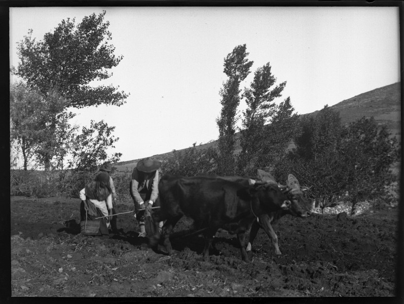 Grupo arando y plantando patatas en Bacares.