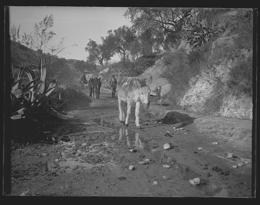 Asnos y mulas en un camino en Cantoria, Almería.