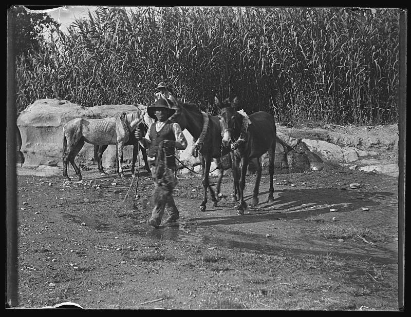 Hombre de Almajalejo conduciendo a unas mulas por la rambla.