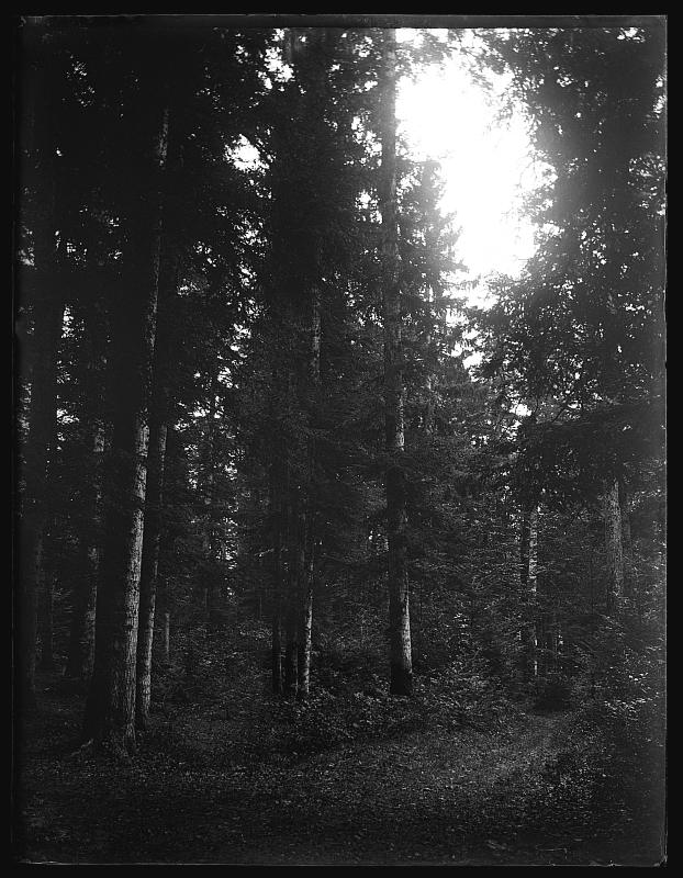 Bosque en Neuchâtel en la carretera hacia Chaumont.