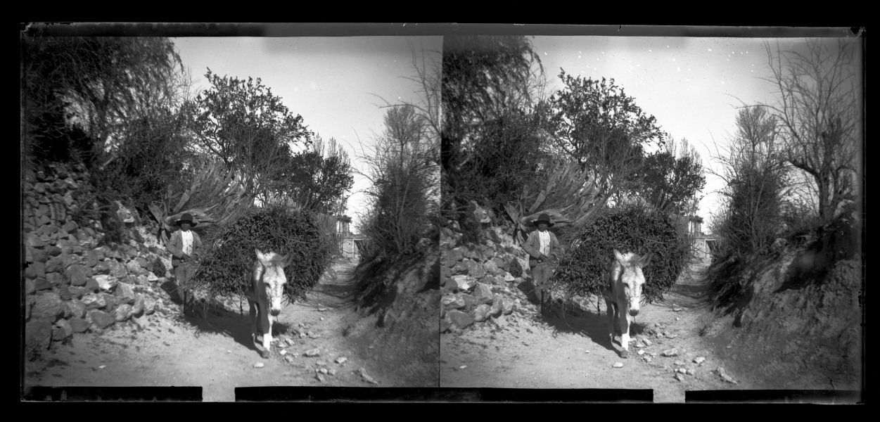 Burro cargado de ramas en un camino en los alrededores de Tíjola