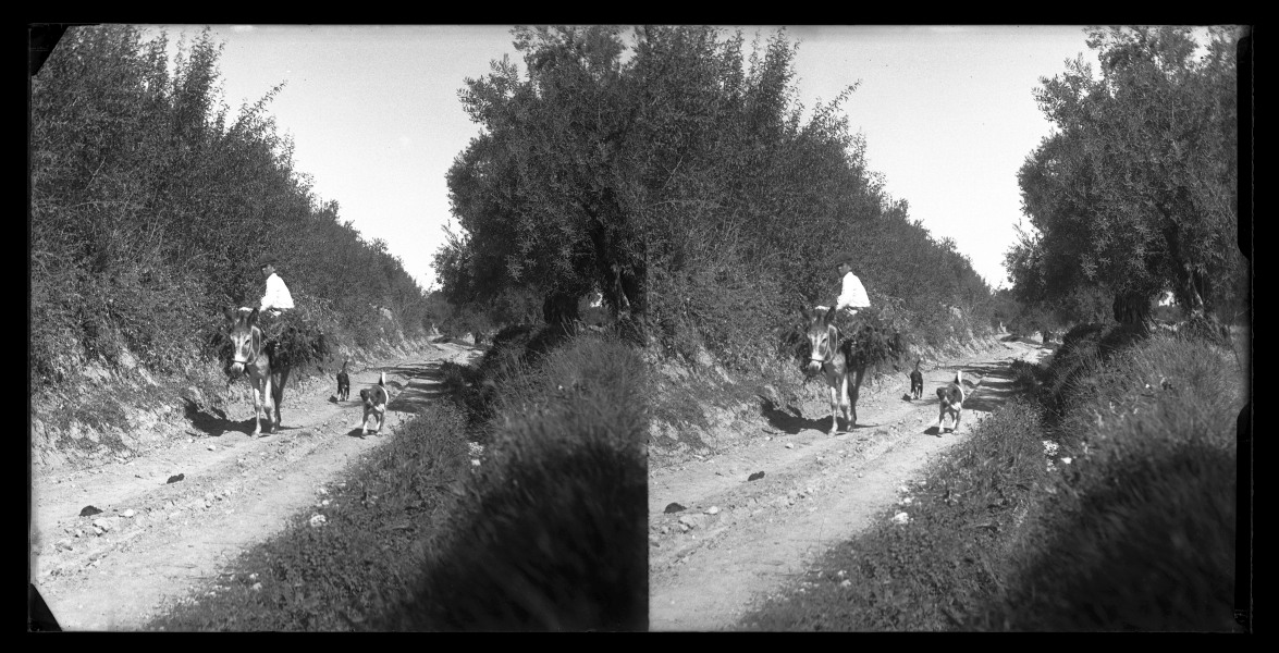 Hombre en burro con perros en el camino de las Siete Fuentes, Baza