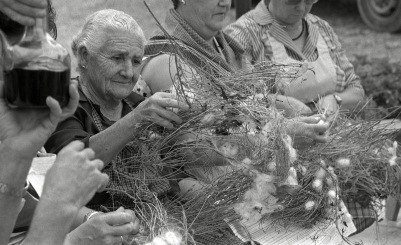 Integrantes de la peña huertana La Seda, durante las tareas de recogida del capillo. Junio de 1988.