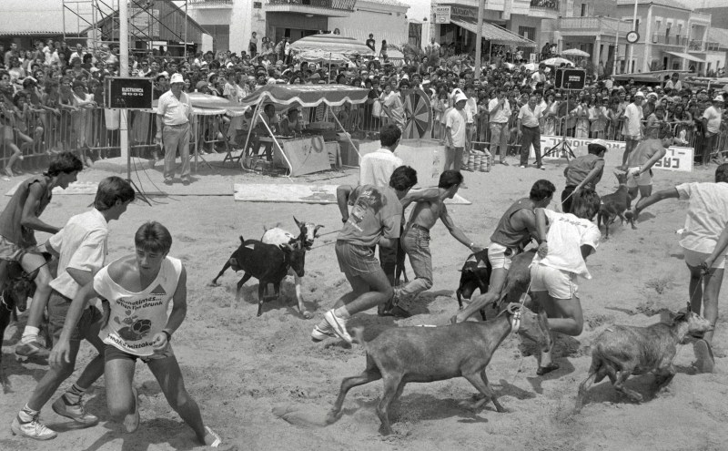 Una carrera de cabras celebrada en la playa de Los Alcázares durante la retransmisión del programa televisivo “Costa Cálida” de TVE en Murcia