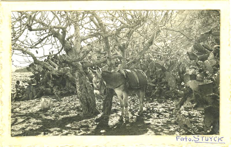 Retrato de paisaje con burro, de Stuyck. Motril.