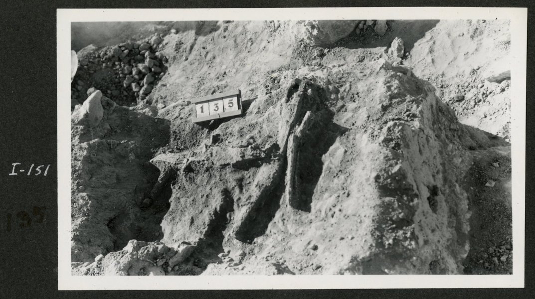 Falcata y manilla de escudo de la tumba número 135 en la necrópolis del yacimiento de El Cigarralejo.