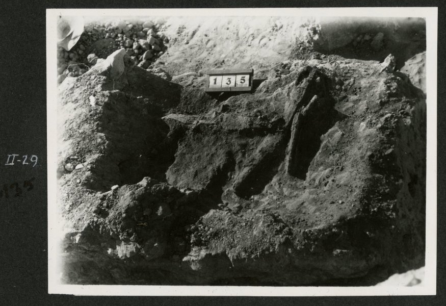 Falcata y manilla de escudo de la tumba número 135 en la necrópolis del yacimiento de El Cigarralejo.
