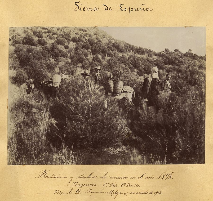 Ricardo Codorníu inspeccionando el paisaje repoblado con pino carrasco en el paraje de La Tenganera, Sierra Espuña