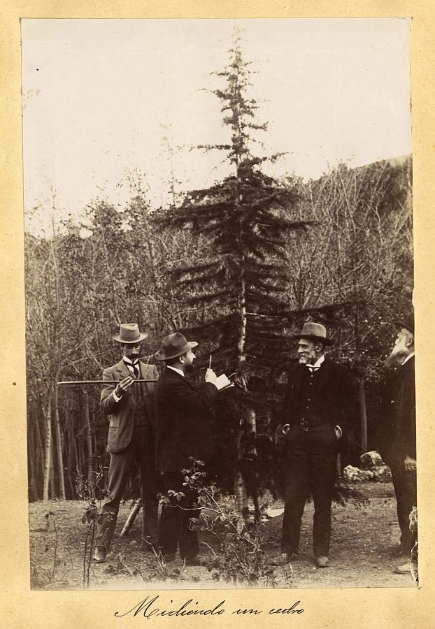 Un grupo de ingenieros de montes midiendo un cedro plantado en Sierra Espuña