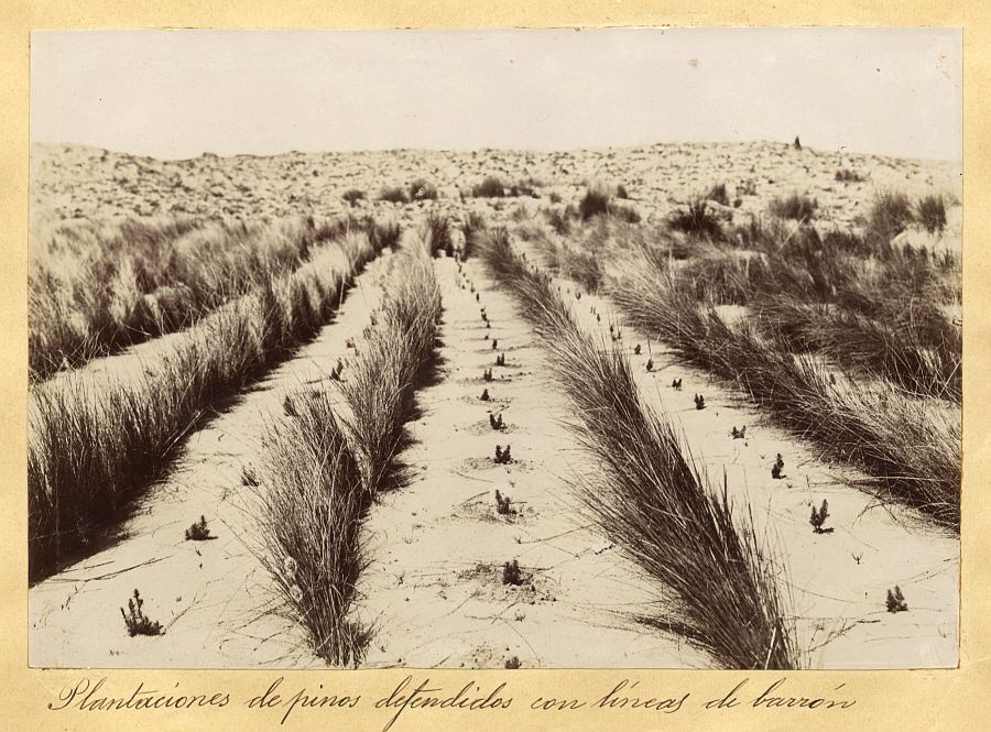 Plantación de pinos defendidos con líneas de barrón en Guardamar del Segura