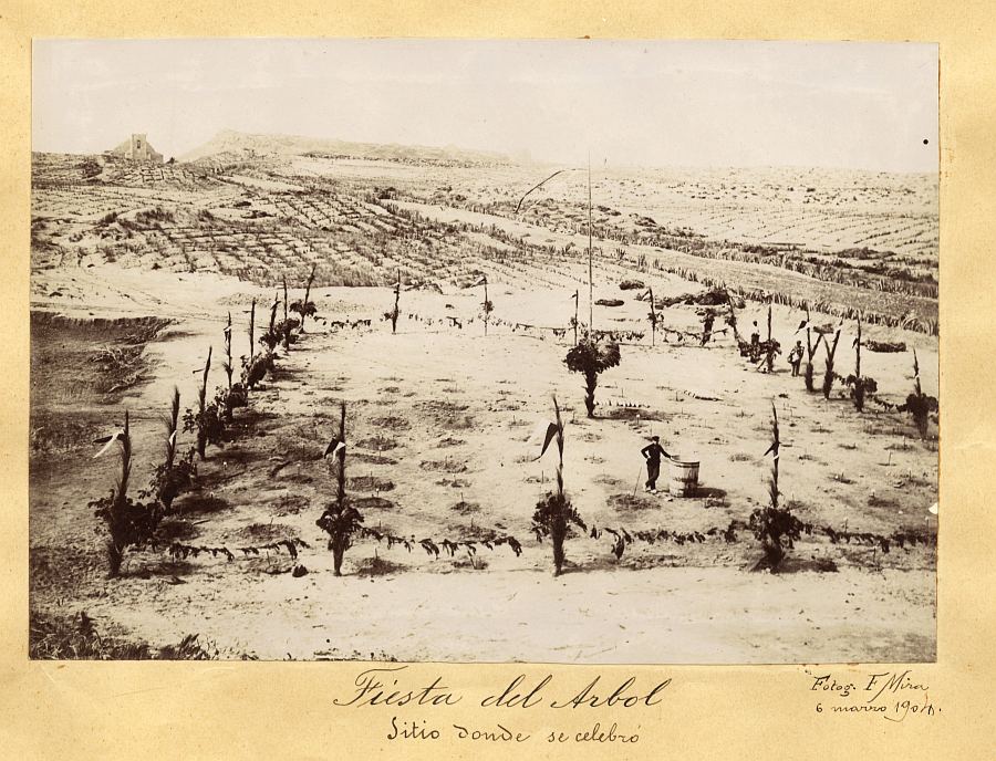 Vista del terreno en el que se celebró la Fiesta del Árbol de Guardamar del Segura de 1904
