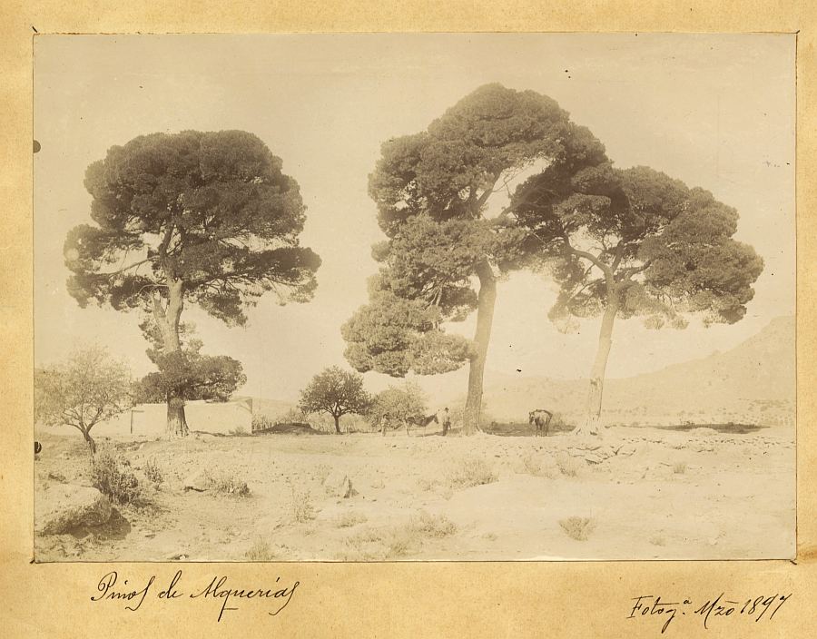 Paisaje con grandes pinos en el paraje de las Alquerías, Sierra Espuña