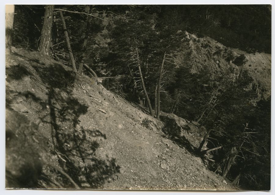 Torrente de Boets, pinos inclinados y caídos junto a la línea de ruptura de la cabecera del corrimiento