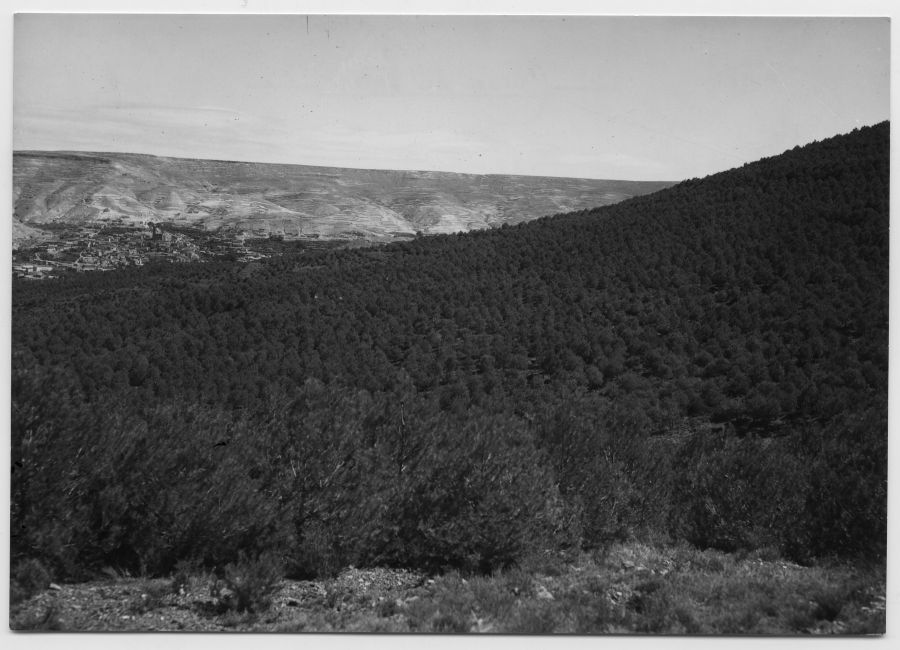 Terreno repoblado con pino carrasco en la Cuenca del Jalón