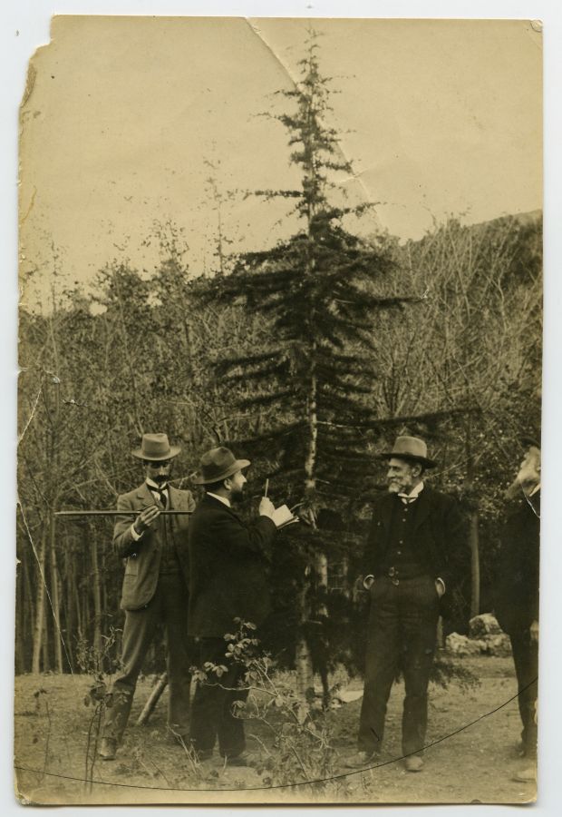 Un grupo de ingenieros de montes inspeccionando un cedro