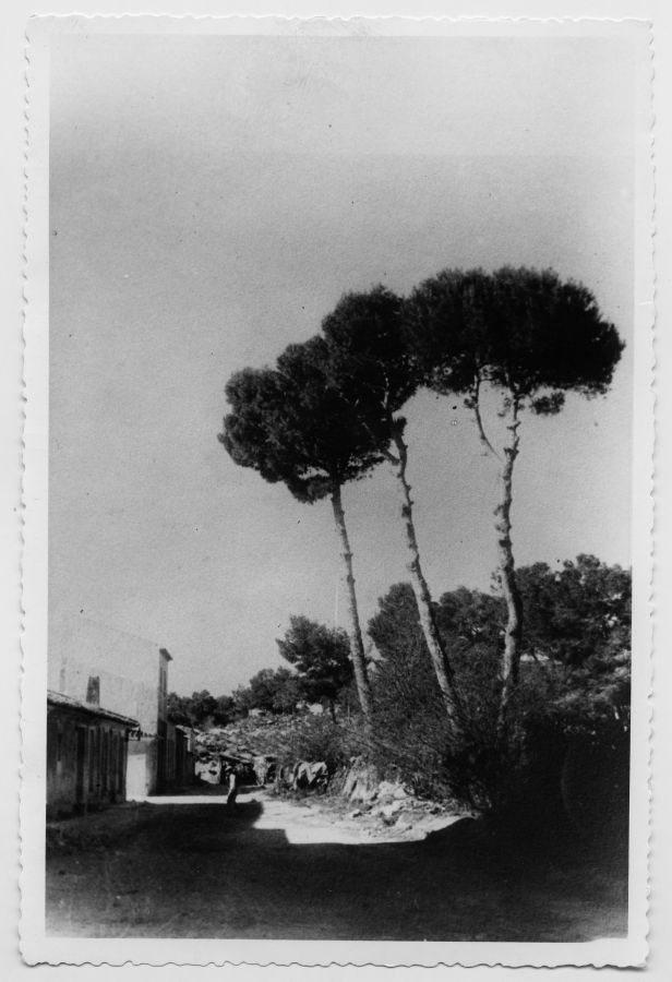 Vista de tres pinos de gran tamaño junto a unas casas