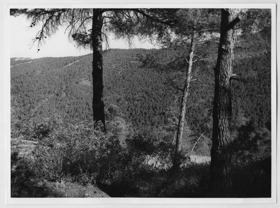 Vista de un paraje montañoso cubierto por un bosque de pinos