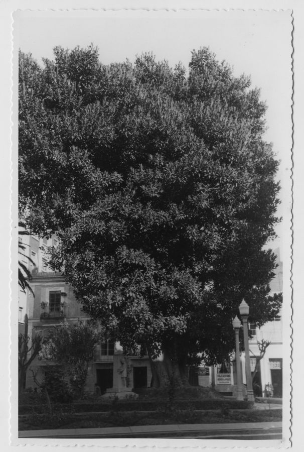Ficus de la plaza de Santo Domingo de Murcia