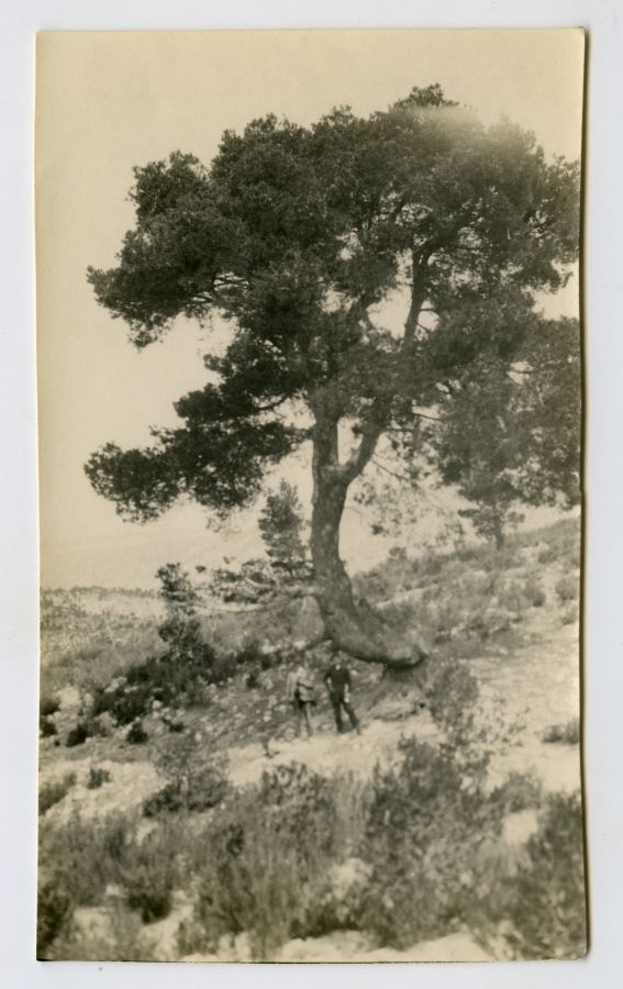 Ejemplar de pino carrasco en el Cabezo de Tello