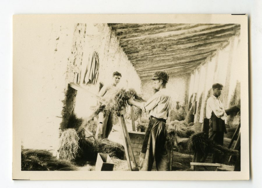 Trabajadores procesando esparto sobre un rastrillo de púas en el interior de una fábrica espartera