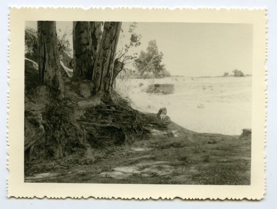 Vista de un grupo de árboles en el borde del cauce de una rambla o río