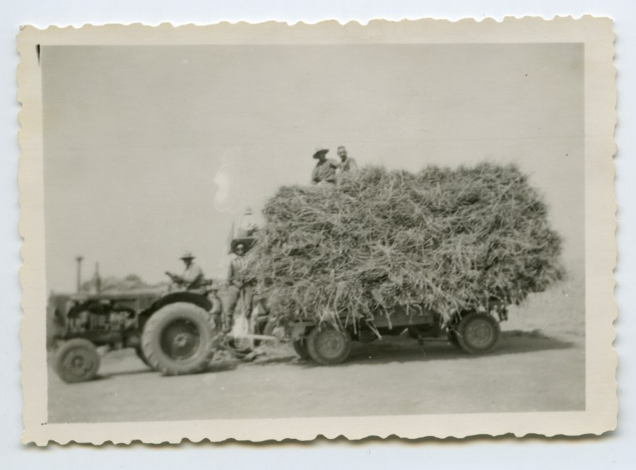Varios trabajadores en un tractor con remolque cargado de trigo en la finca Casa Pareja de Jumilla